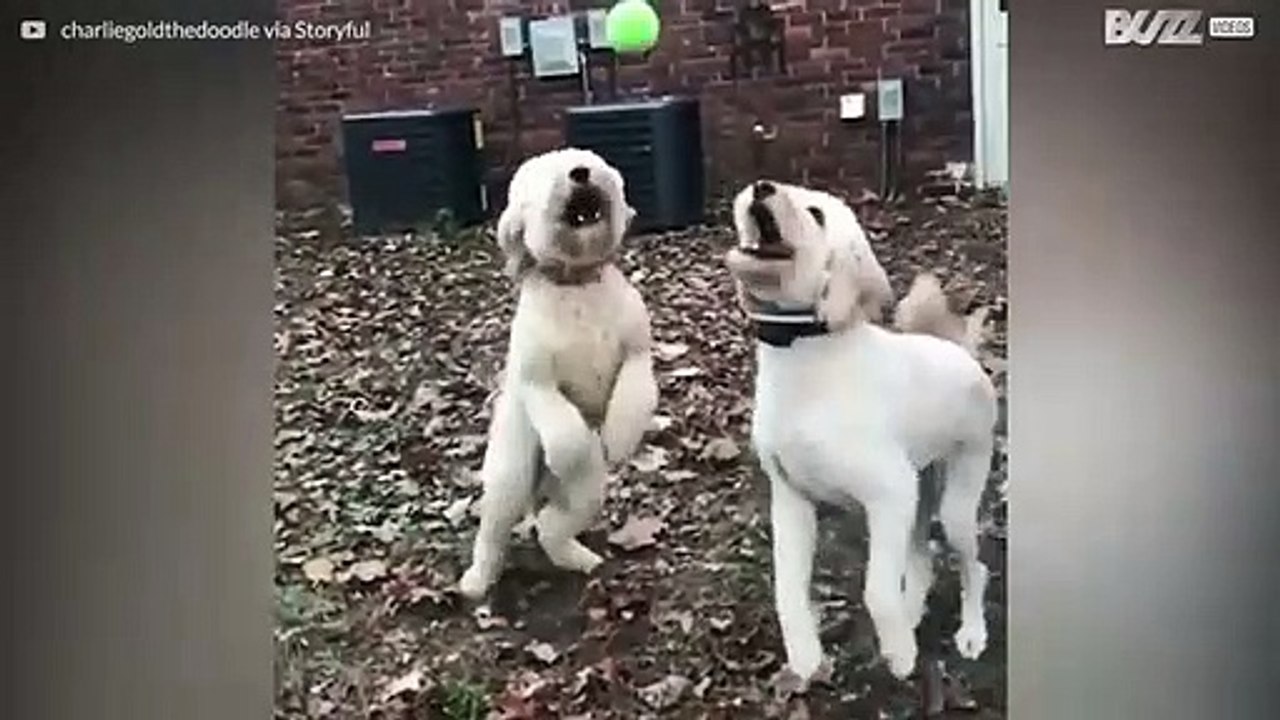 Hunde verpassen sich Kopfnuss
