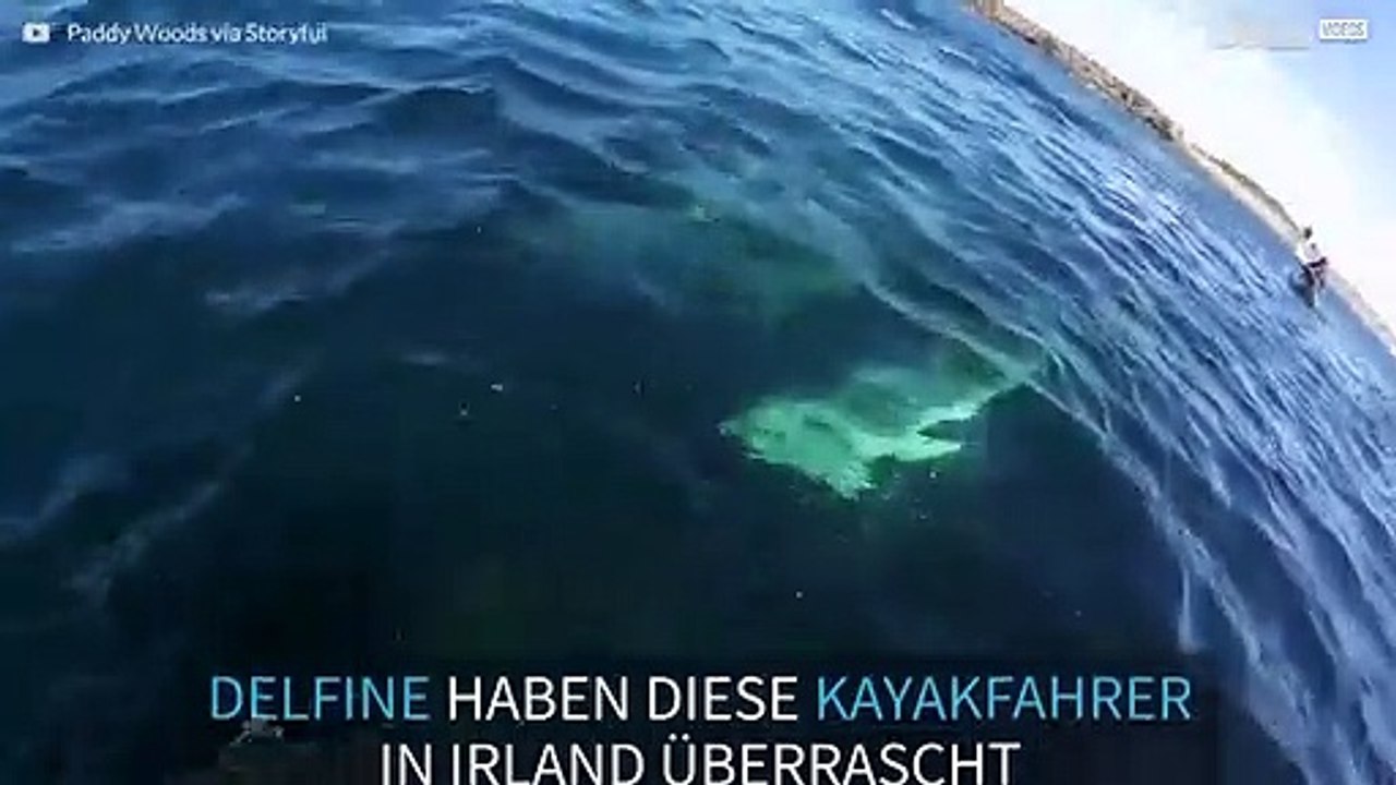 Delfine schwimmen neben einem Kayak in Irland