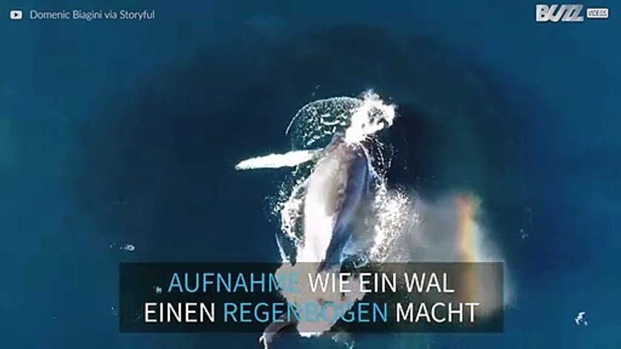 Dieser Wal macht einen Regenbogen mit seinem Atemloch