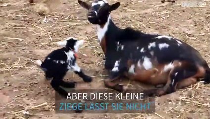 Zappelige Ziege sorgt für Unruhe