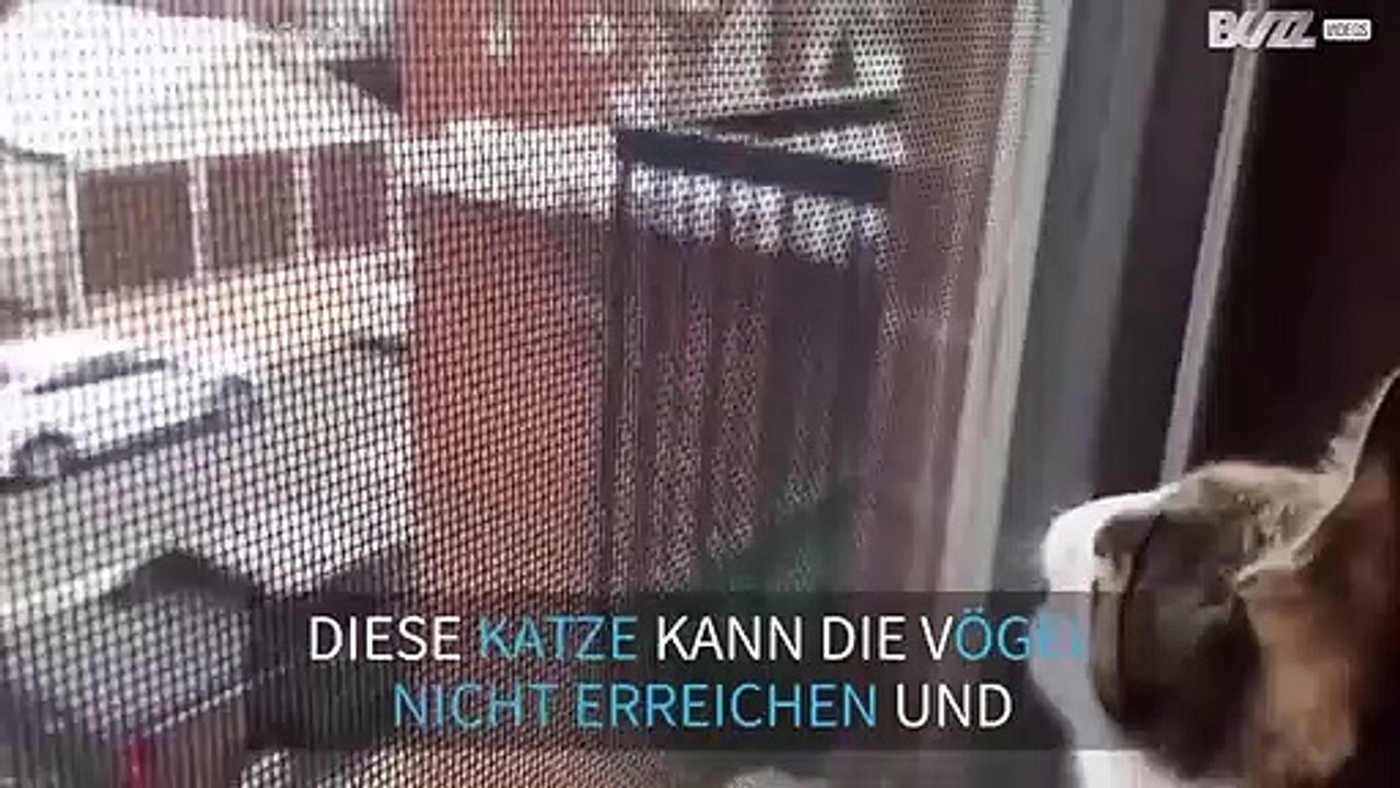 Katze mit klapperndem Kiefer