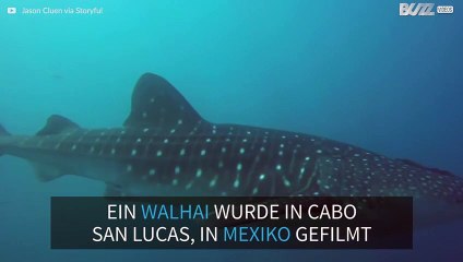 Seltener Wal in Mexiko gesichtet