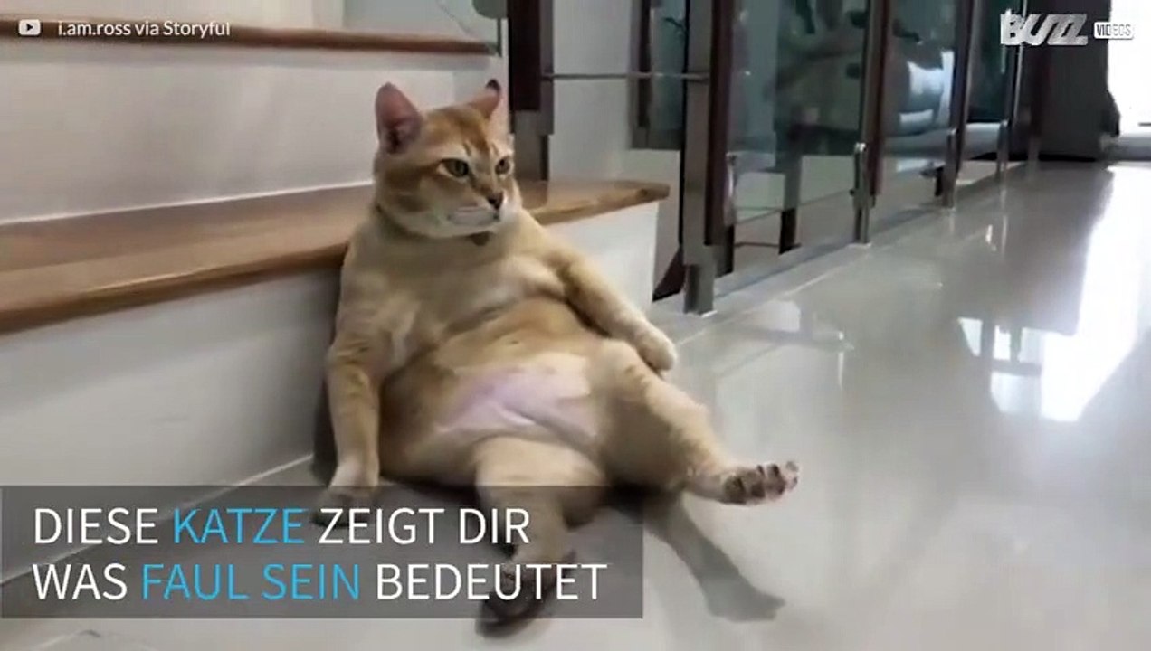 Diese faule Katze liegt in der unmöglichsten Position herum