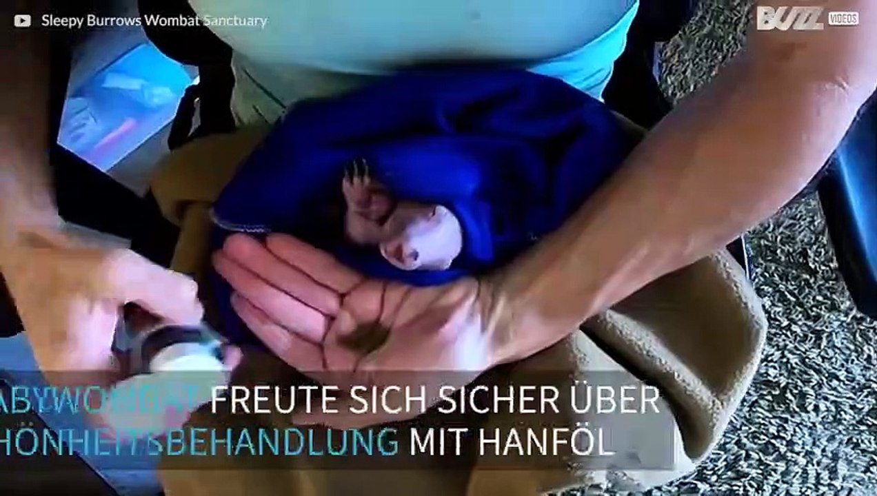 Babywombat im Schönheitssalon