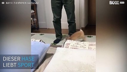 Dieses kleine Häschen hält sich morgens fit!