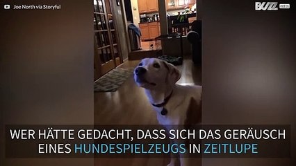 Hundespielzeug klingt wie eine besessene Kuh