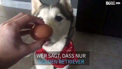 Husky Hund besteht den Eier-Wettbewerb
