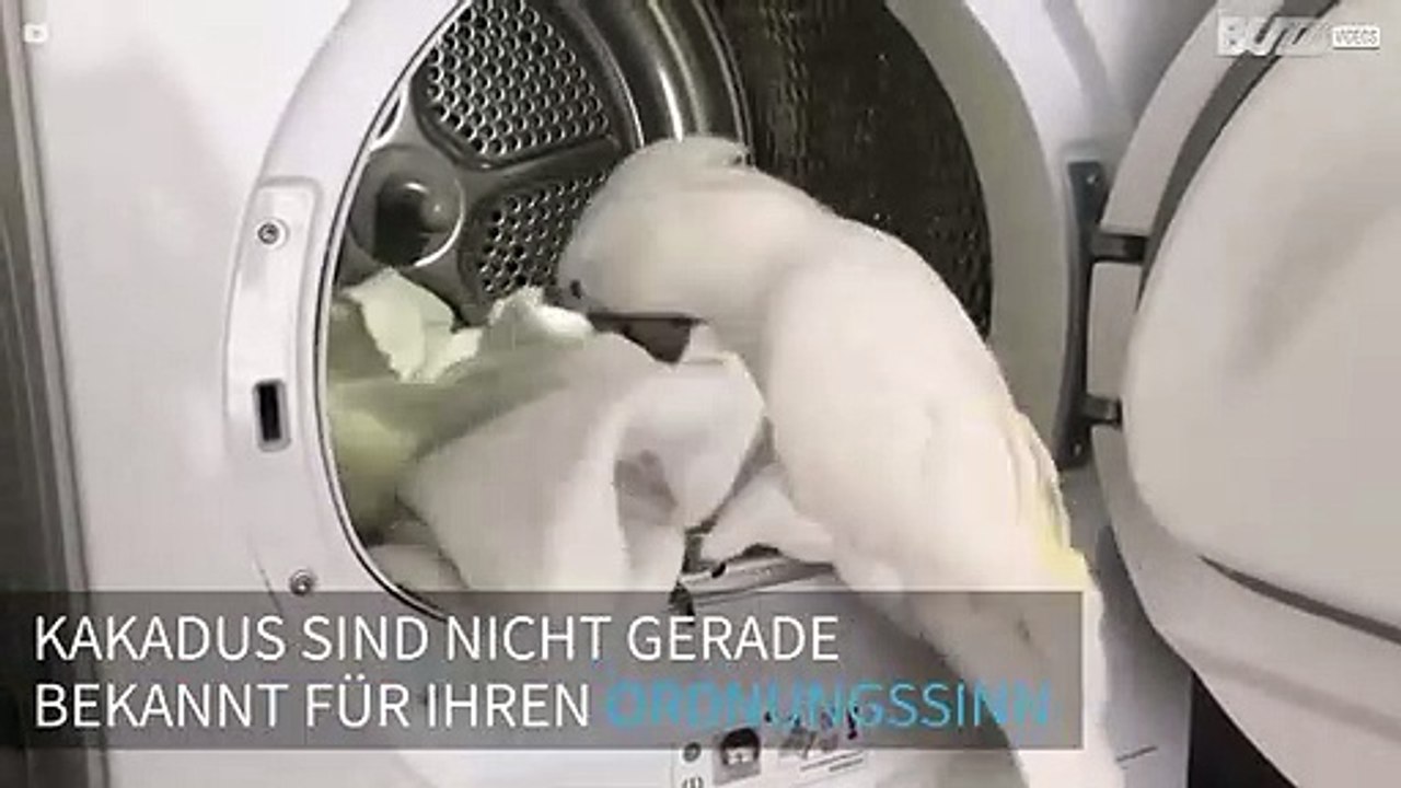 Süßer Kakadu hilft bei der Wäsche