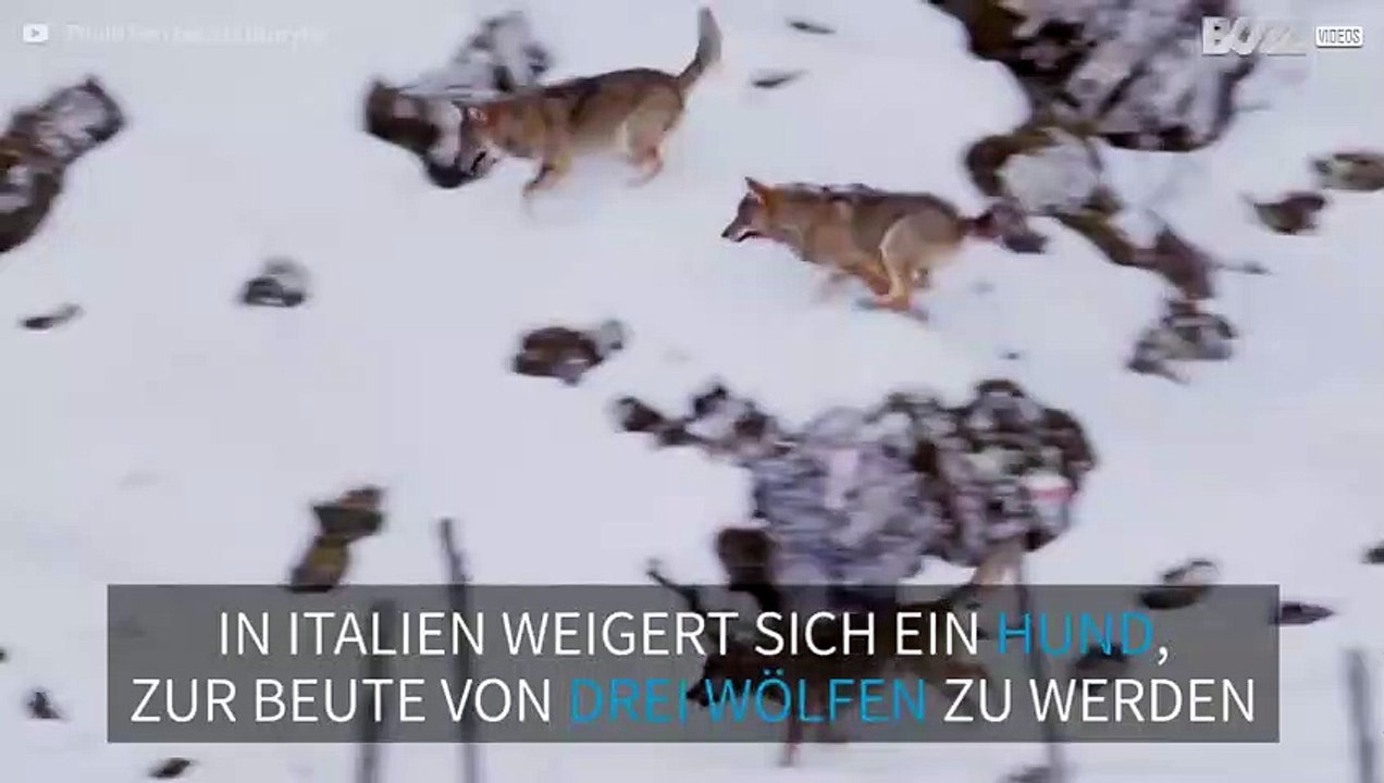 Hund entkommt knapp einer üblen Wolfsattacke