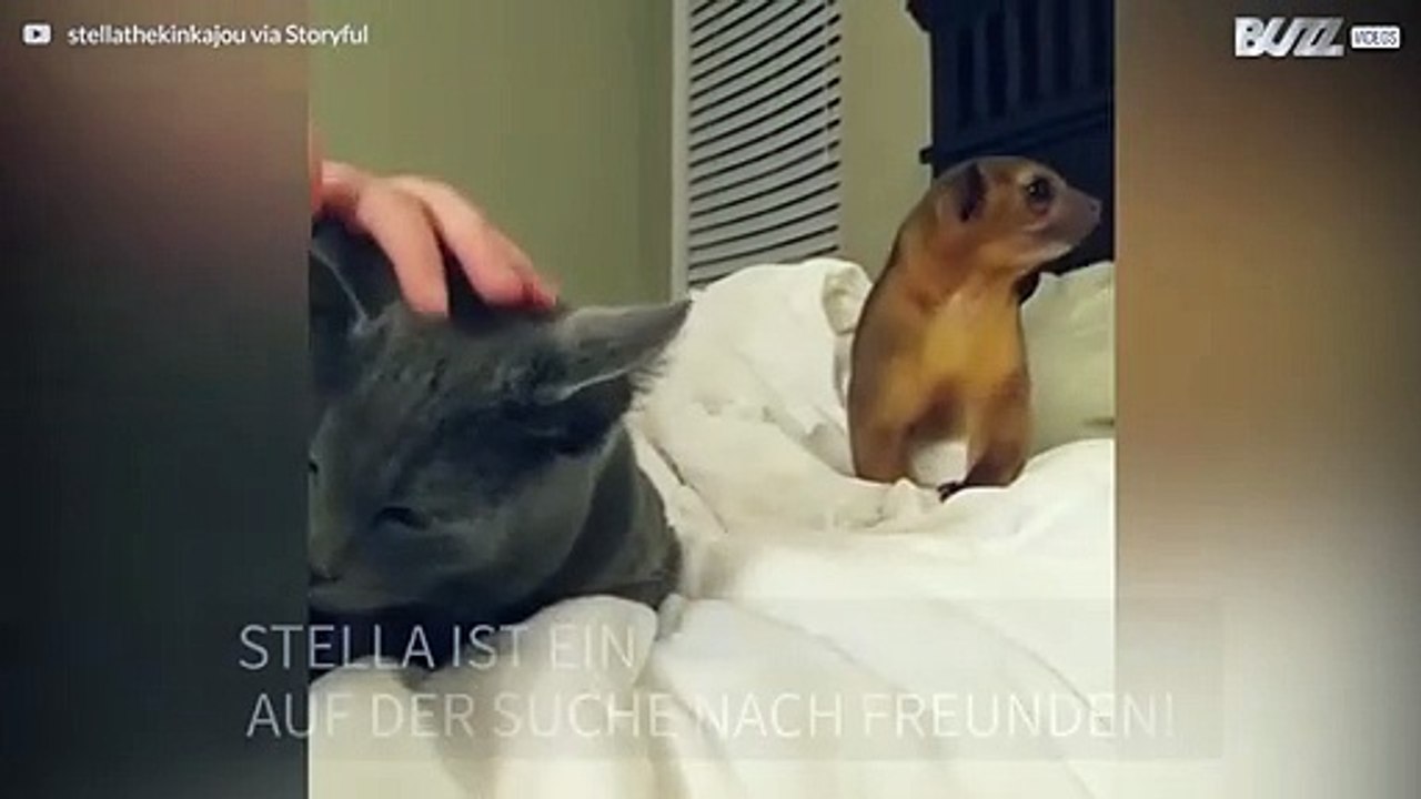 Katze und Honigbär: unüberbrückbare Differenzen