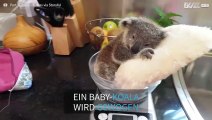 Süßer Baby-Koala chillt auf einem Kissen und wird gewogen