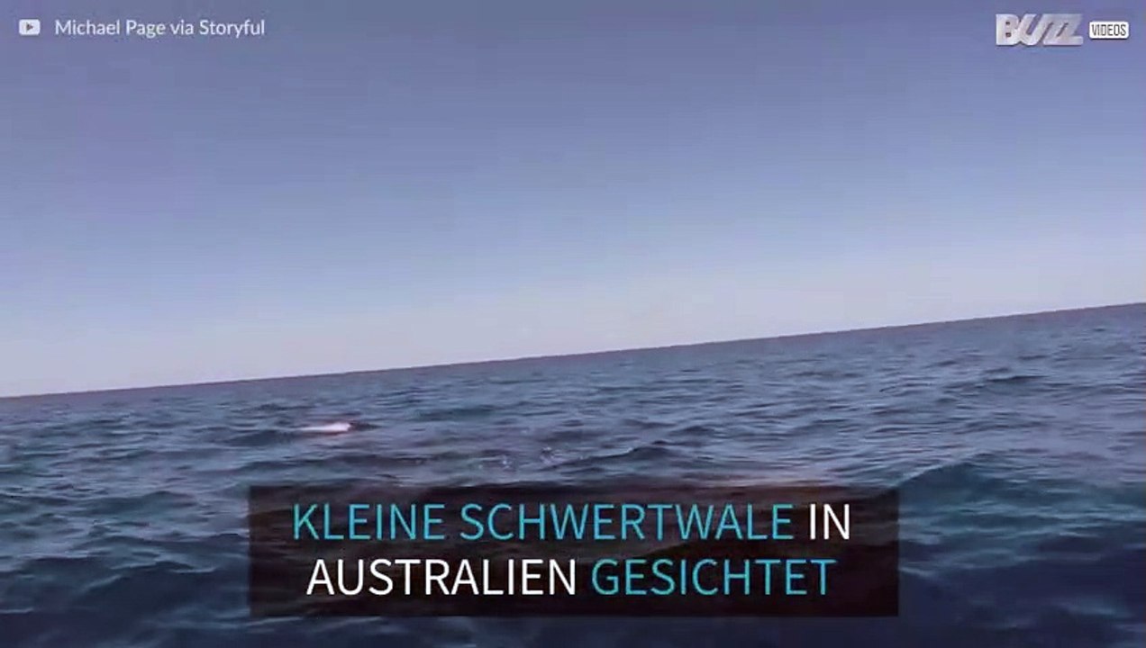Mehrere kleine Schwertwale in Australien gesichtet