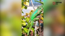 AMAZING MOMENT MOTHER CHAMELEON GIVES BIRTH TO HER ADORABLE BABIES ON BREEDERS HAND