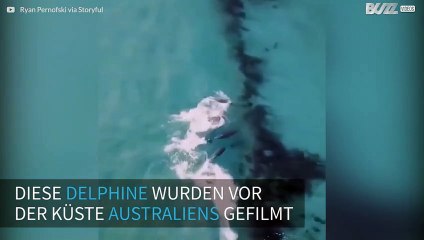 Drohne entdeckt Delphine vor Australien