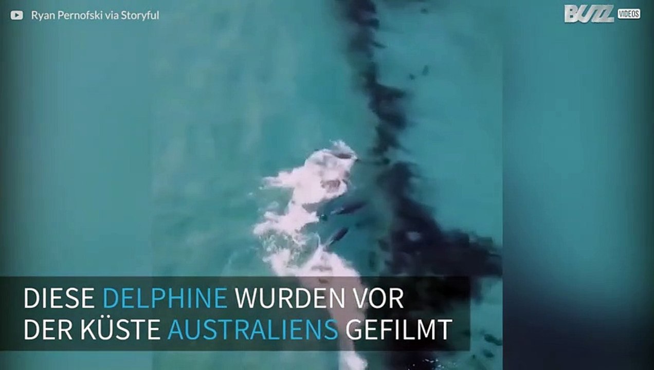 Drohne entdeckt Delphine vor Australien