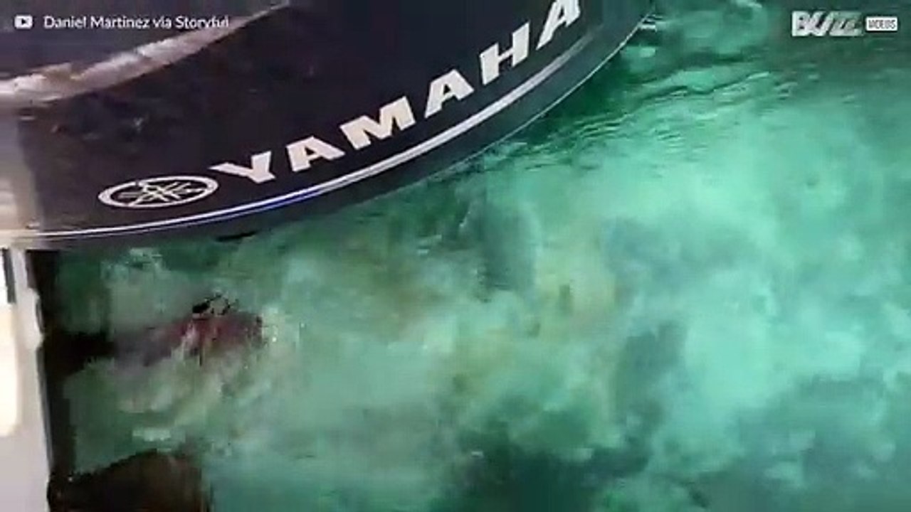 Auf Tuchfühlung mit einem Grauwal!