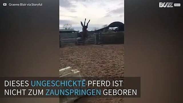 Dieses Pferd patzt beim Zaunspringen