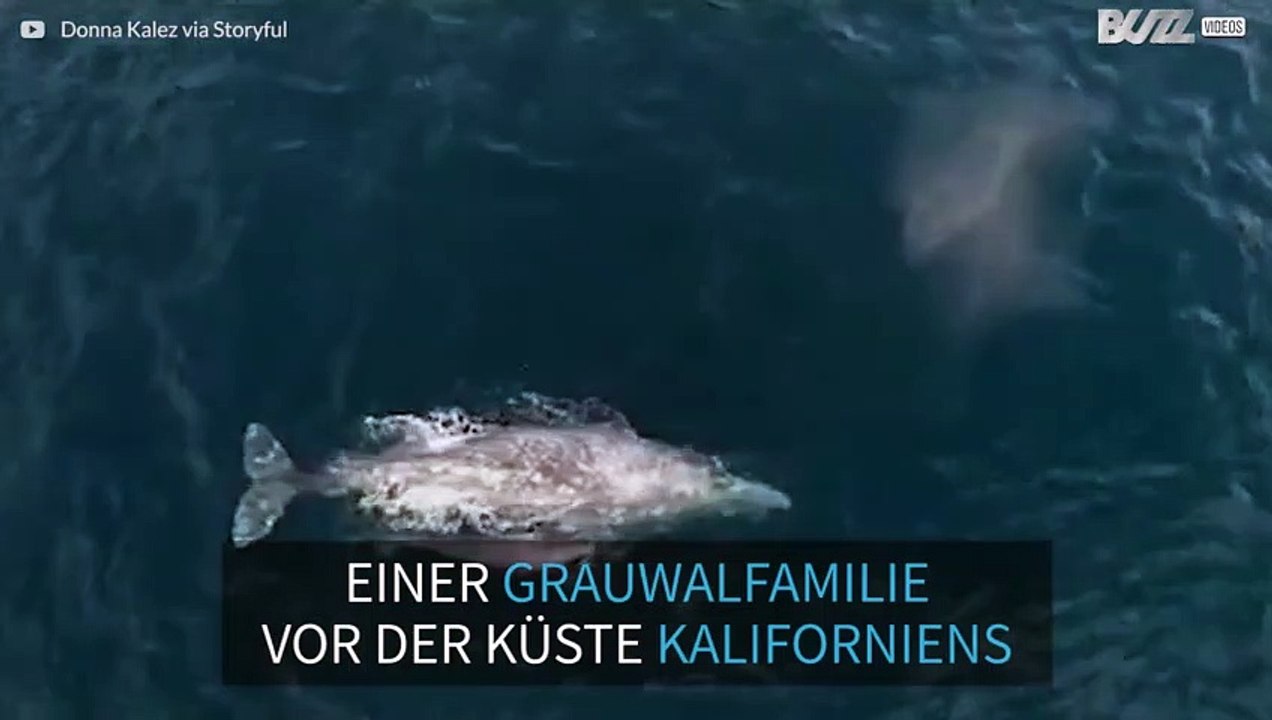 Grauwalfamilie vor der Küste Kaliforniens