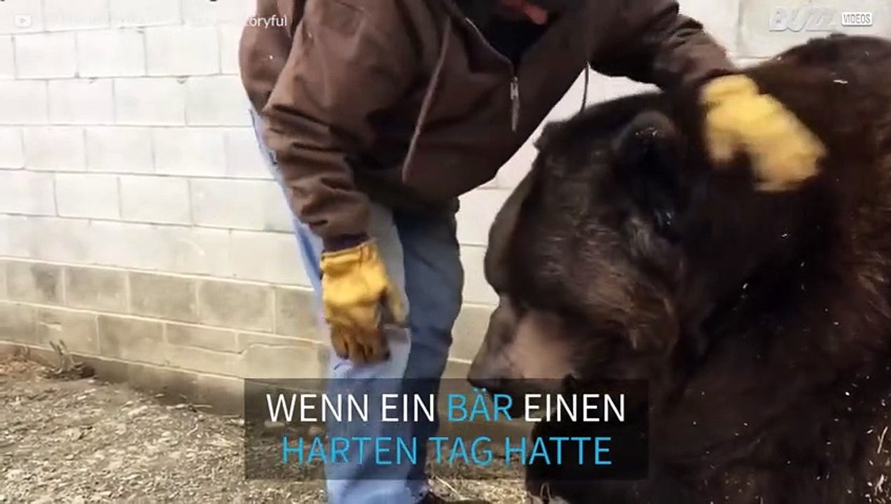 Auch ein 635 kg schwerer Bär braucht seine Streicheleinheiten