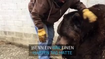 Auch ein 635 kg schwerer Bär braucht seine Streicheleinheiten