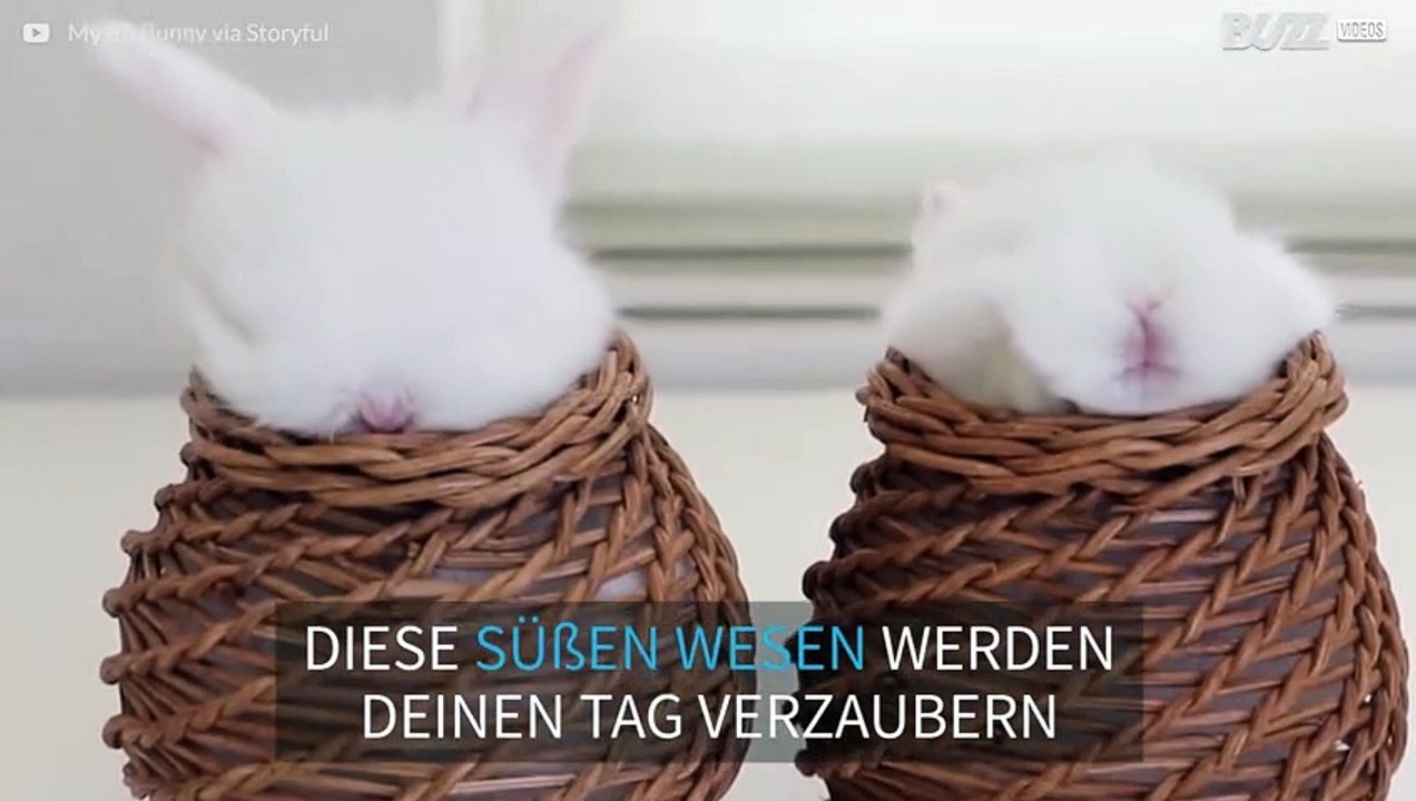 Baby-Hasen meditieren in einem kleinen Korb