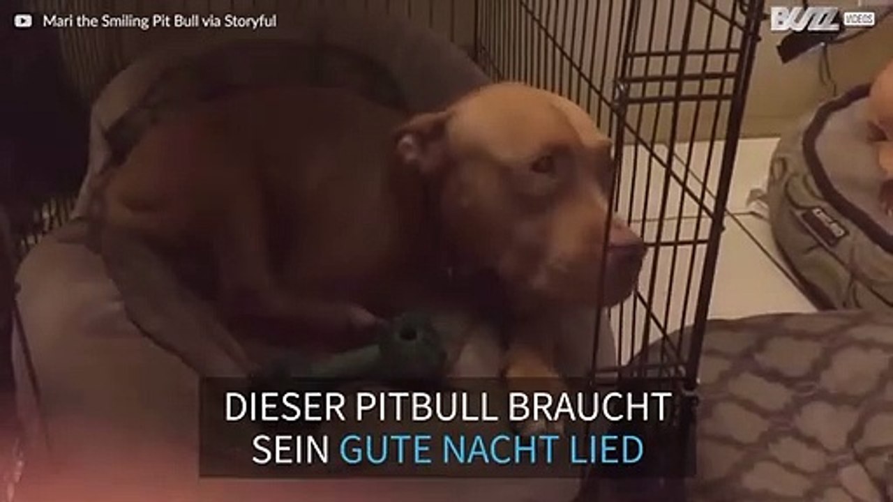 Süßer Hund schläft zu gute Nacht Lied ein, das sein Besitzer singt