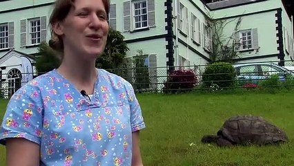 المدن - بالفيديو_ هذه السلحفاة أكبر معمر في كوكب الأرض