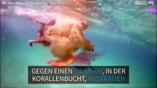 Tapfere Schildkröte verliert den Kampf gegen einen Hai