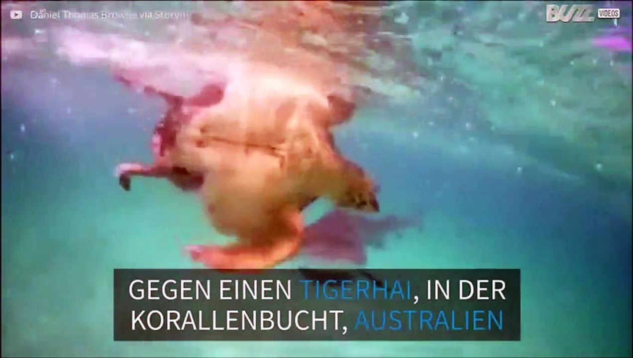 Tapfere Schildkröte verliert den Kampf gegen einen Hai