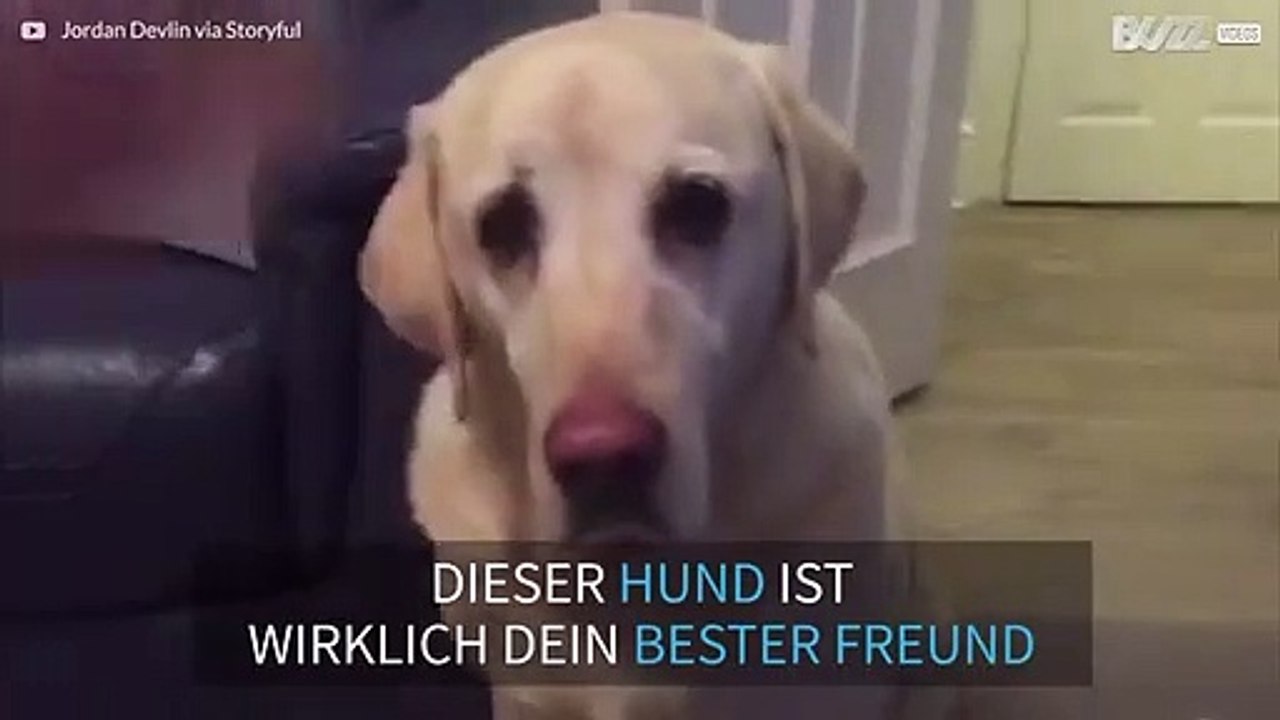 Der beste Freund des Menschen: Ein Hund, der Bier bringt