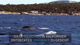 Grauwale und Seelöwen überraschen dir Touristen