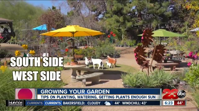 Growing your garden, tips on how to start your garden