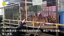 Tiger bites hand of elderly man who fed it through cage bars - and refuses to let go.