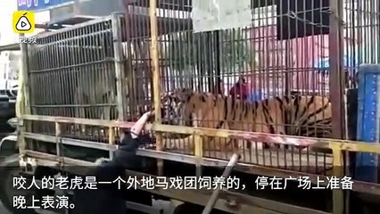 Tiger bites hand of elderly man who fed it through cage bars - and refuses to let go.