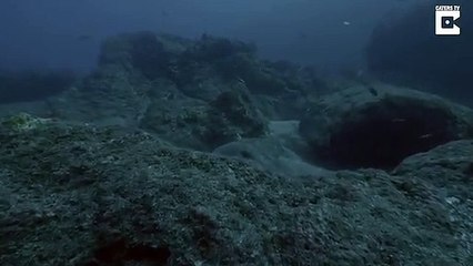 Monstrous alien stingray with knife like barb fatal to humans caught on camera by brave dive