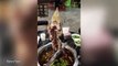 Gutted fish twitches on hook as diners try to eat it