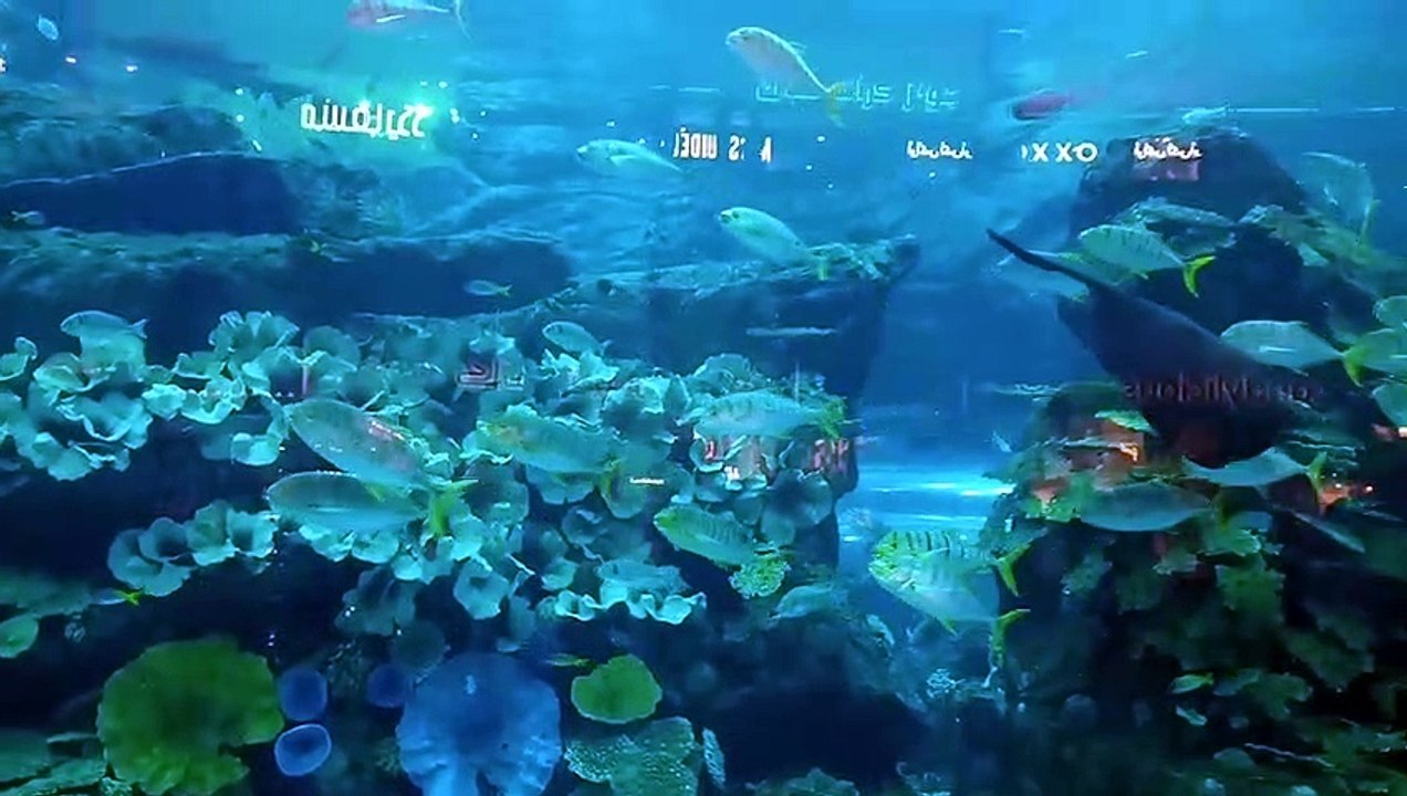 Fishes in the Aquarium