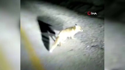 Aç kalan tilkiyi polisler besledi