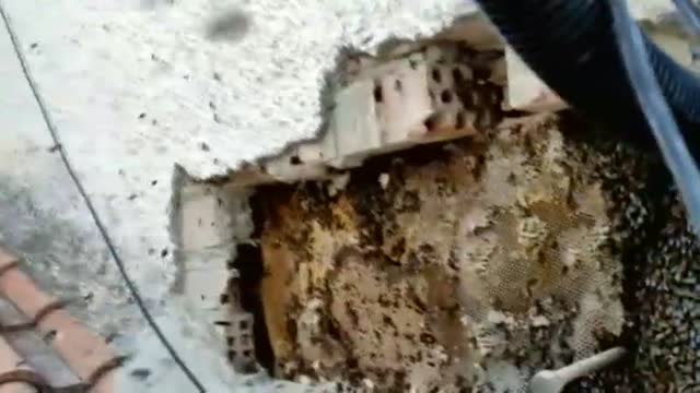 Descubren un inmenso enjambre de abejas en la pared de una vivienda