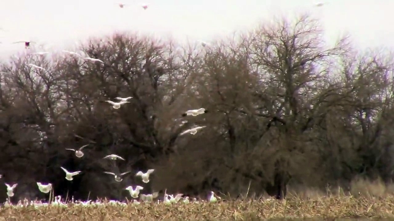 THOUSANDS of Snow Geese Come In For A Landing. MASSIVE FLOCK!!! AKA Light Geese.