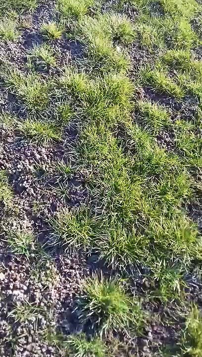 Terrain de football historique de Gondreville, celui-ci est désormais utilisé pour les entraînements et les matchs des plus jeunes.( LE STADE NOIREL EST A L ABANDON - 07 / 03 / 2021 )