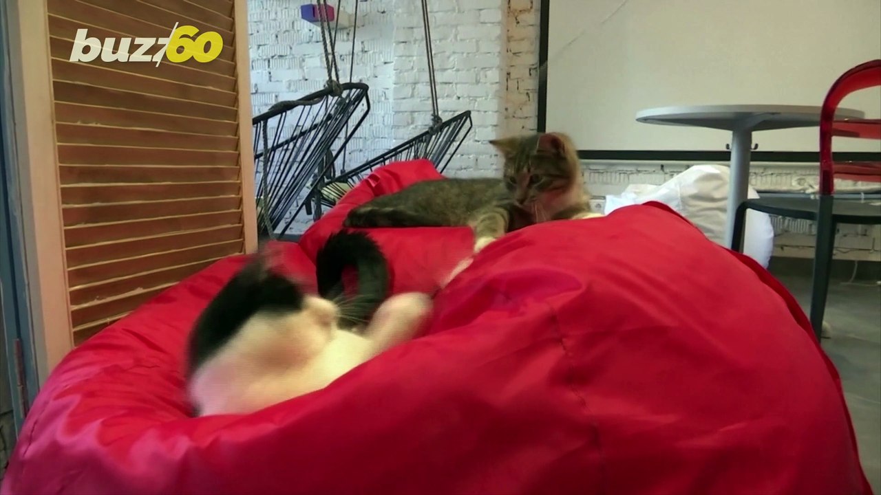 Feline Good! Cat Cafe in Moscow Helps Officers Workers by Letting Them Play With Cats While Working!