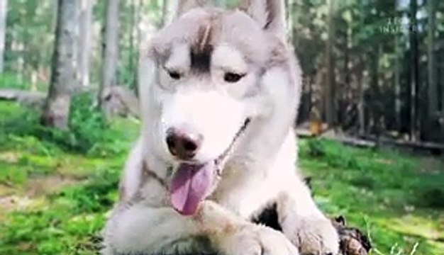 How dogs can smell epileptic seizures before they happen