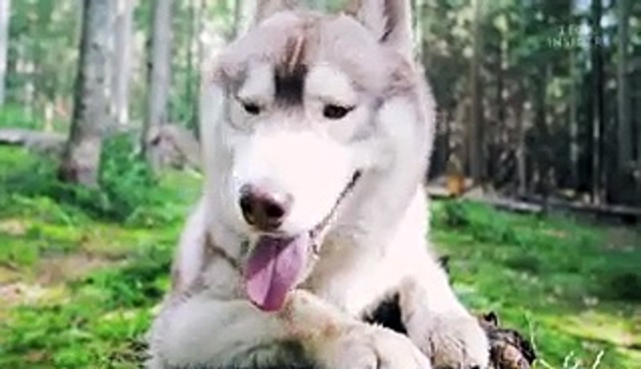 How dogs can smell epileptic seizures before th...
