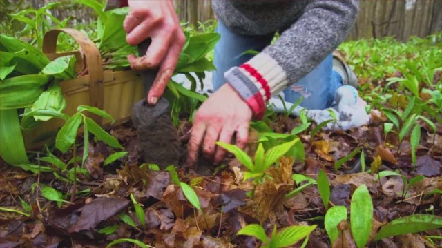 Meet the People Who Pick Those Ramps You Love So Much