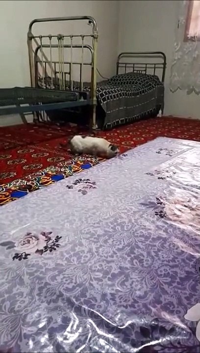 Ce chat va se faire catapulter 2 fois...