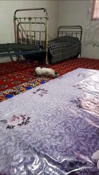 Ce chat va se faire catapulter 2 fois...