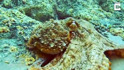 Ce poulpe tient la main de ce plongeur... adorable