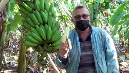 Coğrafi İşaret Belgeli Erdemli Muzunun Kökü Bile Para Ediyor