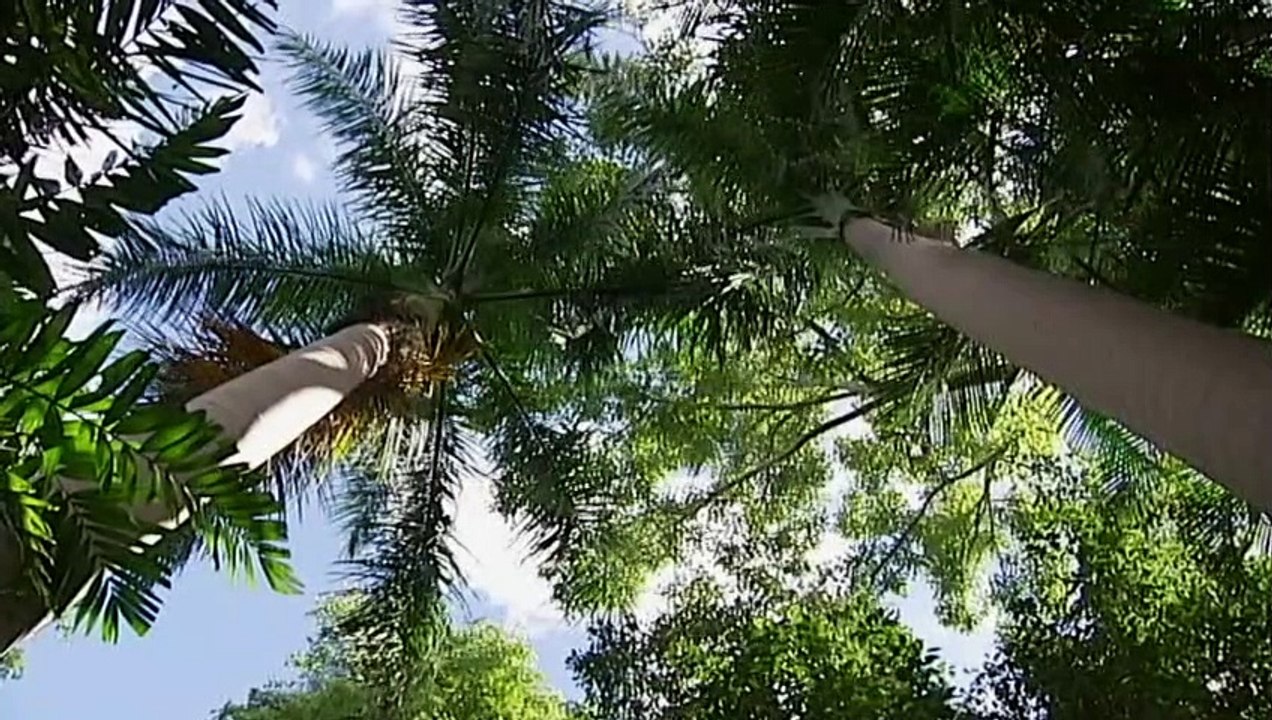 Lack of trees makes cities to walk during summer